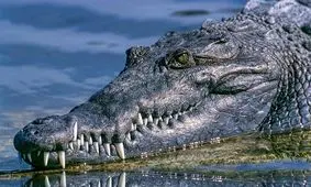 آخرین سورپرایز ۹۹؛ تمساح چیتگر!