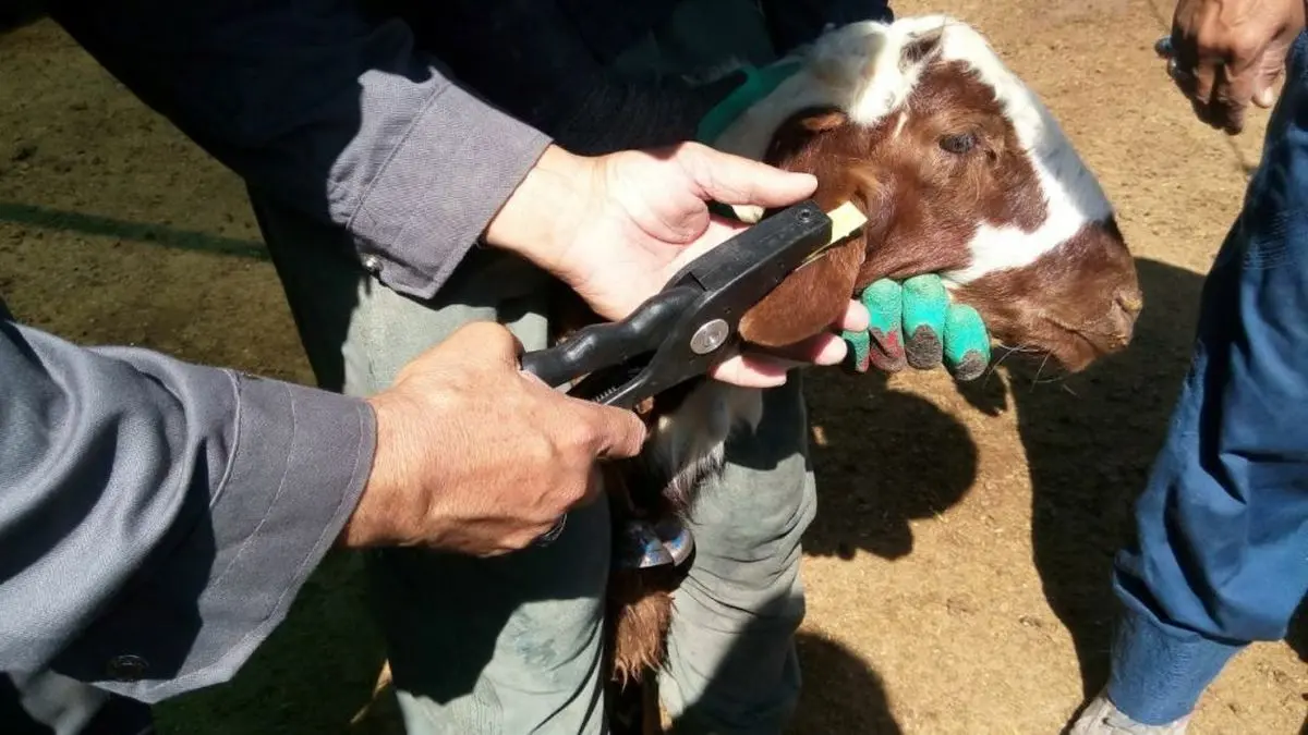 پلاک کوبی بیش از ۵۲ هزار راس دام در شهرستان ری