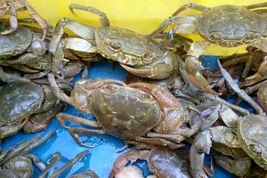 خرچنگ‌های قاچاق‌شده، از کرج به رودخانه‌های خوزستان برمی‌گردند