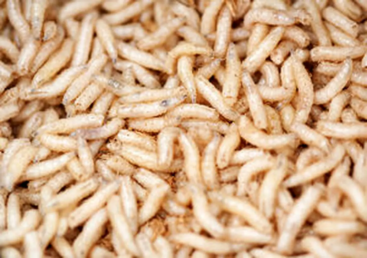 روغن سوسک هم رسید!/ ویدئو