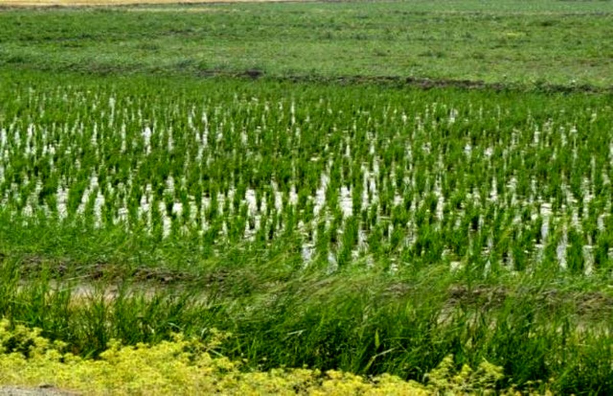 ۲۷ روستای شهرستان رشت در انتظار کاهش رنج تولید برنج