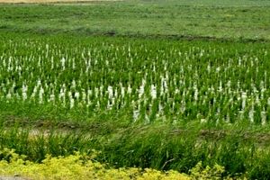  ۲۷ روستای شهرستان رشت در انتظار کاهش رنج تولید برنج  