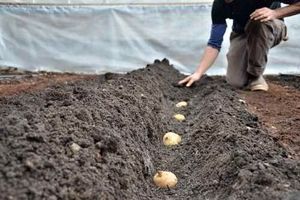 کشت سیب‌زمینی خارج از فصل در شهرستان خنج آغاز شد