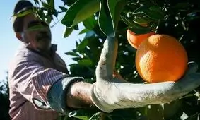 کمیته امداد یک تن زکات مرکبات باغداران ریگان را جمع‌آوری کرد