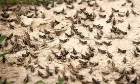 احتمال طغیان دسته‌های میلیونی ملخ در خوزستان