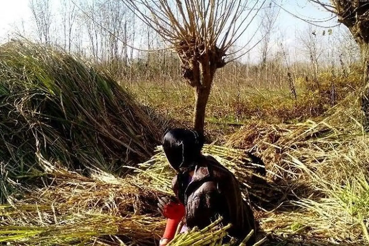 آغاز برداشت نیشکر در صومعه سرا/ ۲۵ تن شکر سیاه تولید می شود