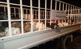 توقیف محموله احشام قاچاق در آزاد راه "تهران –کرج"