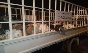 توقیف محموله احشام قاچاق در آزاد راه "تهران –کرج"