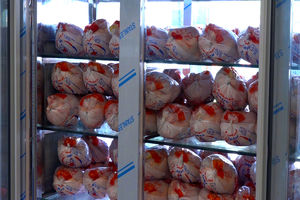 ادامه روند تدریجی کاهش قیمت مرغ تازه در اهواز