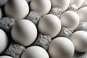 قیمت تخم مرغ در روزهای آینده کاهش می‌یابد