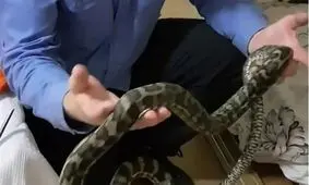 لحظه وحشتناک حمله مارهای سمی به اتاق خواب یک مرد/ ویدئو