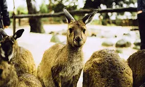 کانگوروها با نگاهشان با انسان حرف می زنند!