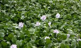 پنجه‌های اهریمنی سنبل آبی بر پیکر نحیف تالاب انزلی