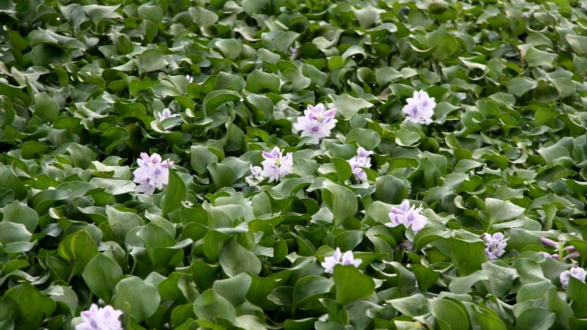 پنجههای اهریمنی سنبل آبی بر پیکر نحیف تالاب انزلی