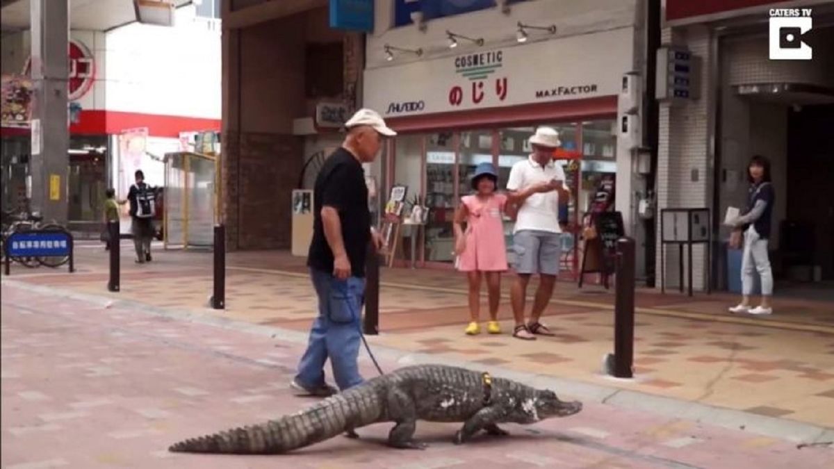 خیابان‌گردی مرد ژاپنی با حیوان خانگی عجیبش!/ ویدئو