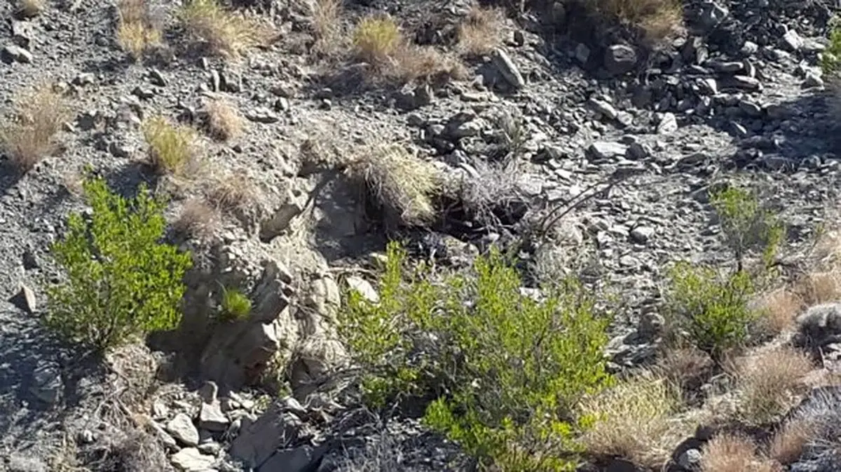 یک پلنگ در بشاگرد به تله افتاد