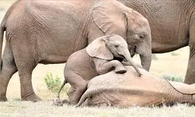 قلقلک بازی دو بچه فیل!/ تصاویر