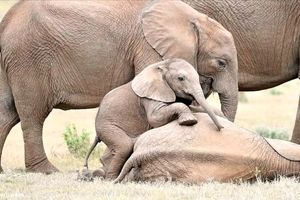قلقلک بازی دو بچه فیل!/ تصاویر