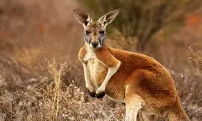 کشف توانایی عجیب و جالب کانگورو‌ها