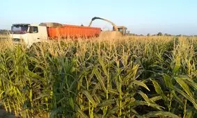 شایعه تا واقعیت احتکار ذرت علوفه‌ای در شاهرود