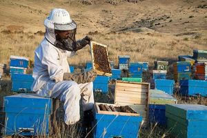 افزایش سه برابری تولید عسل در مراغه