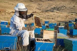 افزایش سه برابری تولید عسل در مراغه