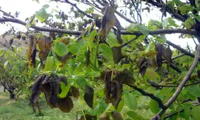 داغِ سرمای پاییزه بر دل گردوکاران جغتایی