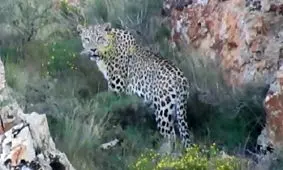 پلنگ ایرانی راهی تهران می‌شود