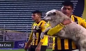 سگ بازیگوش مسابقه فوتبال را مختل کرد/ ویدئو