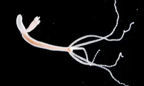 جانوری که نمی میرد ولی بقیه را می کشد/ عکس