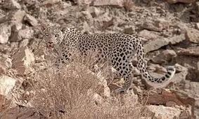 چهار قلاده پلنگ در پارک سالوک اسفراین مشاهده شد