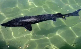 صید تجاری ماهیان خاویاری در سال ۲۰۲۱ ممنوع شد