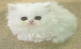 دردسر خرید گربه اینترنتی برای زن تهرانی