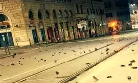 آتش‌بازیِ سال نو، جان صد‌ها پرنده را در رم گرفت/ عکس
