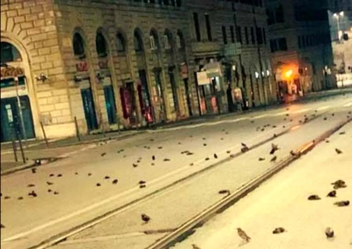 آتش‌بازیِ سال نو، جان صد‌ها پرنده را در رم گرفت/ عکس