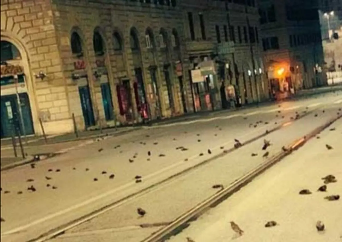 آتش‌بازیِ سال نو، جان صد‌ها پرنده را در رم گرفت/ عکس