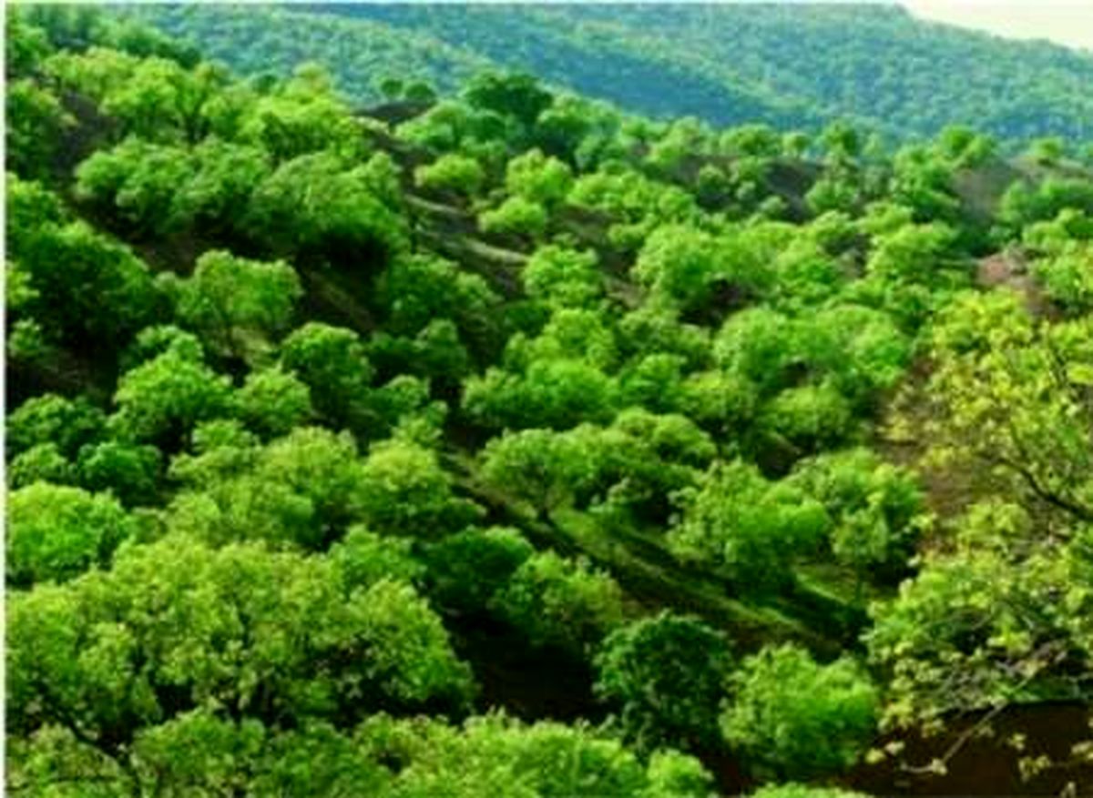 جنگلهای زاگرسی در استان همدان احیا میشوند