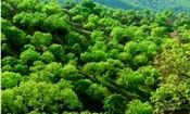 جنگل‌های زاگرسی در استان همدان احیا می‌شوند