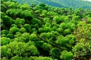 جنگل‌های زاگرسی در استان همدان احیا می‌شوند