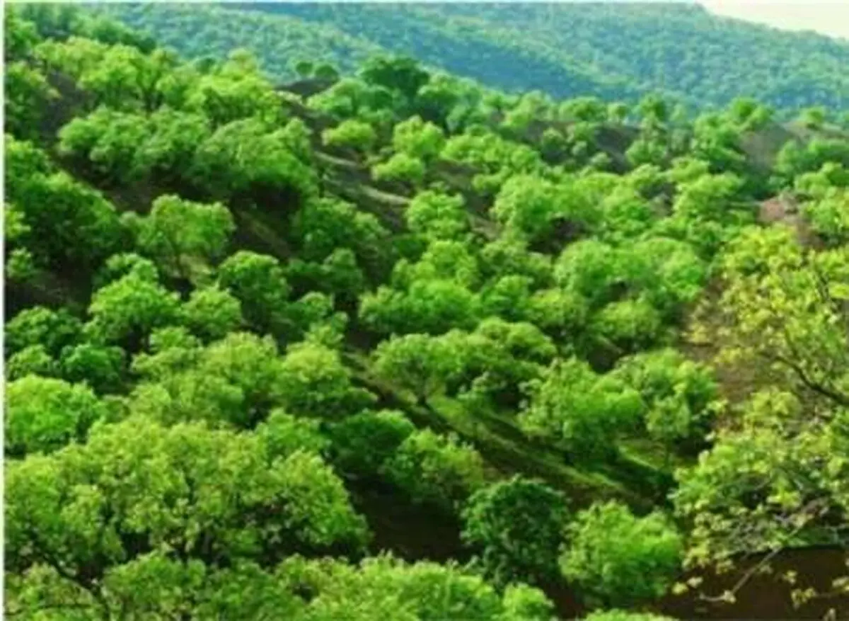 جنگل‌های زاگرسی در استان همدان احیا می‌شوند