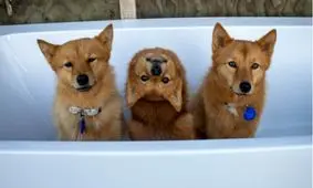 توله سگی که سرش را ۱۸۰ درجه می‌چرخاند/ تصاویر‌