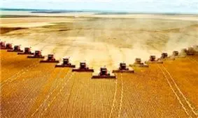 قم در تولید بذر گندم به خودکفایی رسیده است/ برداشت 28 هزار تن گندم در سال جاری