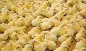 کشف بیش از 15 هزار قطعه جوجه یک روزه در مرز بانه