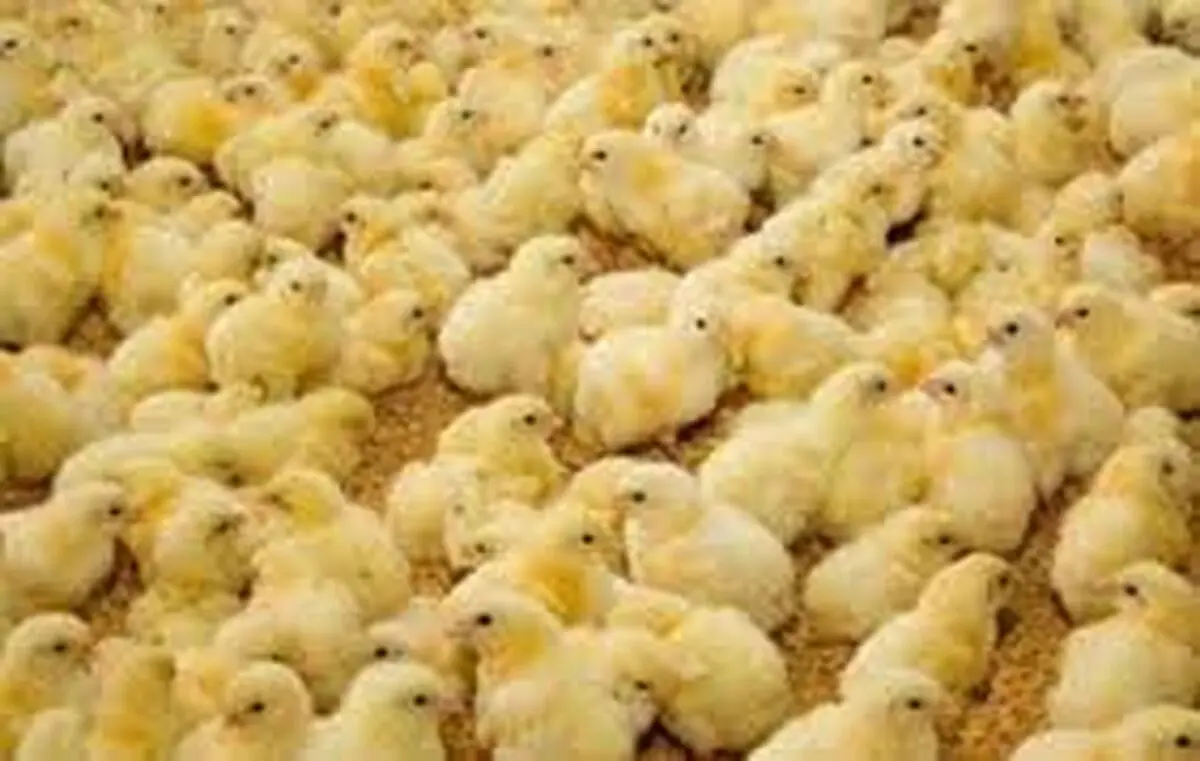 کشف بیش از 15 هزار قطعه جوجه یک روزه در مرز بانه