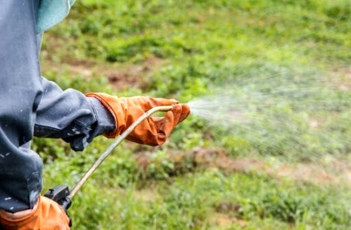 آغاز مبارزه با علفهای هرز در 500 هزار هکتار از مزارع کرمانشاه