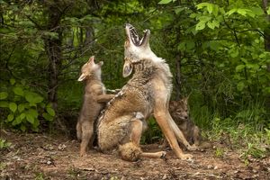 تقلید بچه گرگ‌های صحرایی در زوزه کشیدن/ عکس