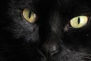چرا چشم گربه‌ها در شب می‌درخشد؟
