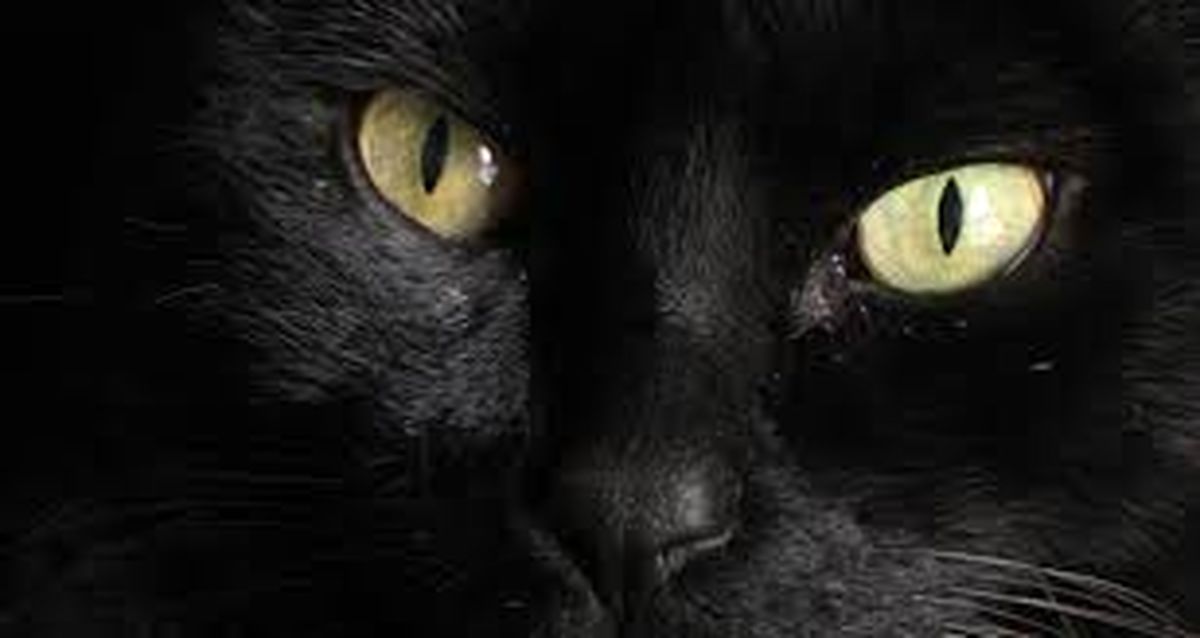 چرا چشم گربه‌ها در شب می‌درخشد؟