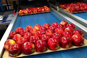 مجهزترین سیستم پیشرفته بسته‌بندی سیب در ارومیه آماده راه‌اندازی شد