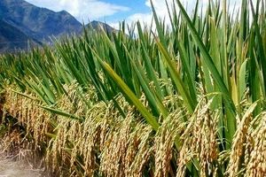 بذرهای گواهی شده برنج اواخر بهمن ماه در گیلان توزیع می شود